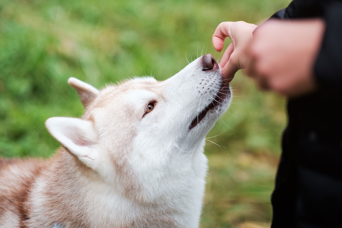 Hund frisst Chew