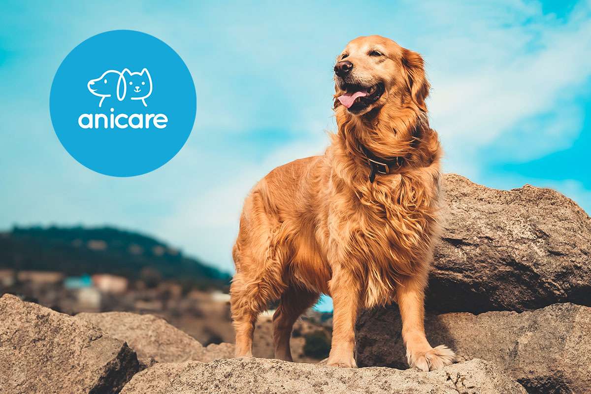 Glücklicher Hund steht auf einem Felsen. Daneben das Logo von Anicare