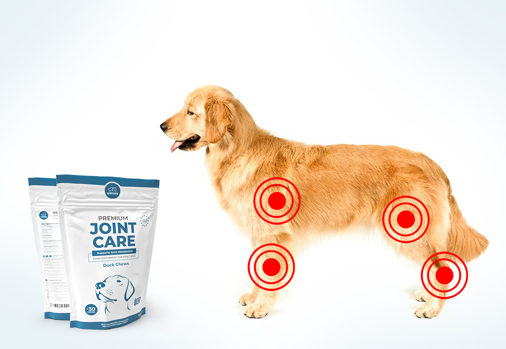 L'arthrose chez le chien