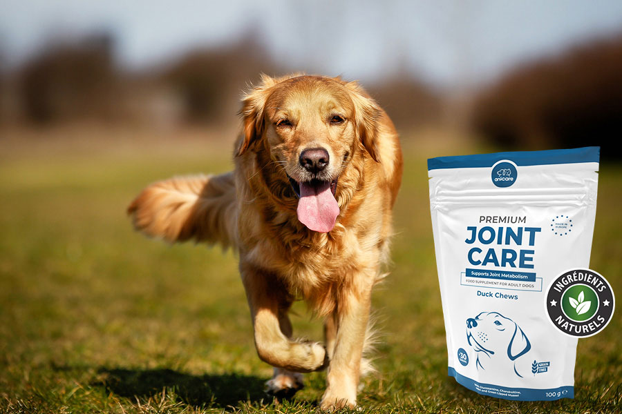 Golden Retriever courant dans une prairie verte. A côté, un paquet de Premium Joint Care d'Anicare.